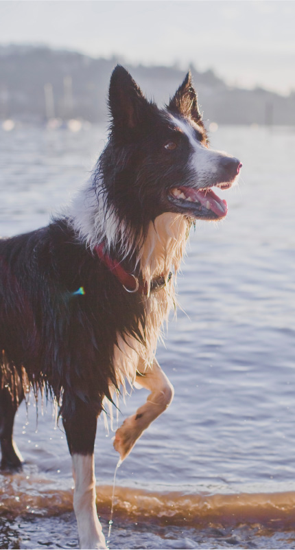 Mokry i brudny pies nad wodą